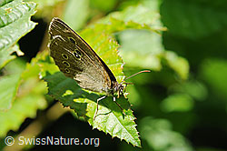 Brauner Waldvogel (Aphantopus hyperantus) (F078539)