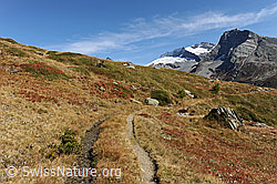 F080332: Suone neben Bergweg