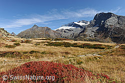 F080339: Vegetation in den Herbstfarben am Simplon