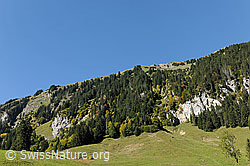 F080564: Schimbrig von Grund