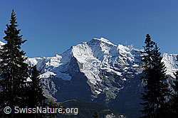 F080741: Jungfrau im Herbst