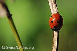 Siebenpunkt Marienkäfer (Coccinella septempunctata) (F081654) Siebenpunkt Marienkäfer (Coccinella septempunctata) (F081654)