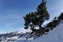 F082597: Föhre in Winterlandschaft