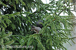 Eichhörnchen (Sciurus vulgaris) (F083158) Eichhörnchen (Sciurus vulgaris) (F083158)