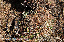 Photo: Gut getarnte Aspisviper (Vipera aspis)