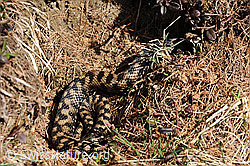 Photo: Aspisviper (Vipera aspis)
