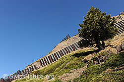 F083728: Lawinenschutz und Nadelbaum
