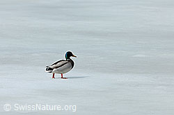 Photo: Wildente auf Eisdecke