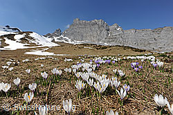 F084427: Blühende Krokusse in Berglandschaft