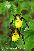 Foto: Frische, gelbe Blüten des Frauenschuh