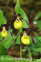 Foto: Frauenschuh, wildwachsende Orchidee