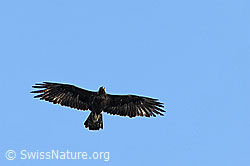 Photo: Adler (Steinadler)