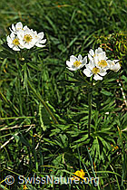 Photo: Narzissenblütige Anemone