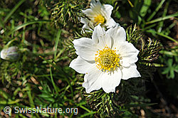 Foto: Weisse Alpen-Anemone, Blüte