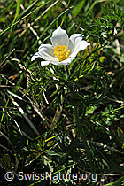 Foto: Weisse Alpen-Anemone