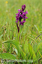 Foto: Fleischrotes Knabenkraut
