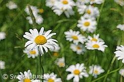 Leucanthemum vulgare (F086550)
