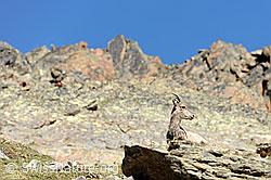 Photo: Steingeiss auf Felsblock