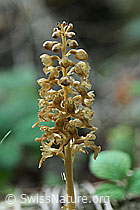 Nestwurz (Neottia nidus-avis) (F087859)