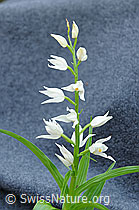 Langblättriges Waldvögelein (Cephalanthera longifolia) (F087863)