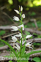 Langblättriges Waldvögelein (Cephalanthera longifolia) (F087865)
