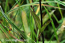 Foto: Obere Stengelblätter des Moorenzians (Swertia perennis)