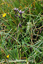 Foto: Moorenzian (Swertia perennis)