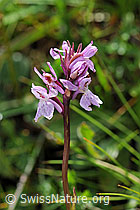 Foto: Lappländisches Knabenkraut (Dactylorhiza lapponica)