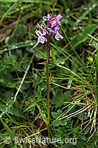 Foto: Lappländisches Knabenkraut (Dactylorhiza lapponica)