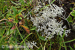 Photo: Strauchflechte