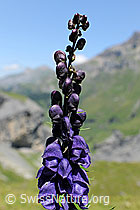 Photo: Blütenstand des Eisenhut