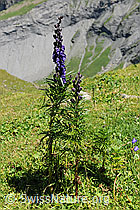 Photo: Dichtblütiger Eisenhut