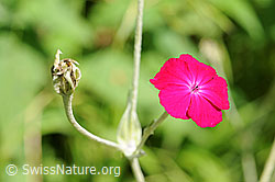 Kranz-Lichtnelke (Silene coronaria) (F088249)