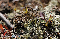 Photo: Lichen (Cladonia), Switzerland