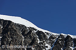 F089699: Eisnase am Alphubel