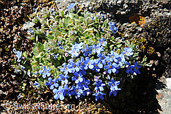 Photo: Latin: Eritrichium nanum (Switzerland)
