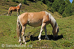 Photo: Hauspferde (Equus caballus)