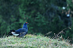Photo: Black grouse, Switzerland