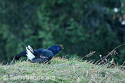 Photo: Black grouse, Switzerland