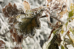 F093335: Blatt mit schöner Zeichnung (Überzug mit Raureif)