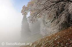F093349: Geheimnisvolle Herbststimmung mit Nebel und Raureif