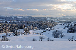 F093999: Streiflicht in schneebedeckter Hügellandschaft