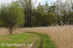 F095882: Wanderweg in Riedlandschaft