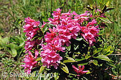 F097958: Rostblättrige Alpenrose (Rhododendron ferrugineum)