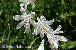 Foto: Weisse Trichterlilie (Paradisea liliastrum)
