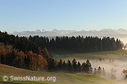 F103042: Wälder an der Nebelgrenze