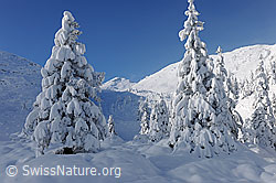 F103331: Frisch verschneite Tannen in Berglandschaft