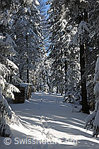 F104495: Fussspuren im tief verschneiten Tannenwald.