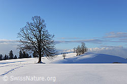 F104561: Baum im Schnee