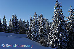 F104606: Winterwald